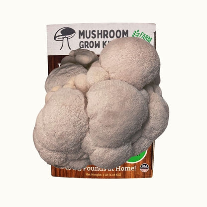3 Pack - Premium Lion's Mane, Pink, and Blue Oyster Mushroom Growing Kit - 15 LBS