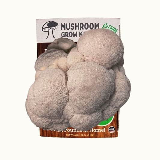 Premium Lion's Mane Mushroom Growing Kit - 5 LBS