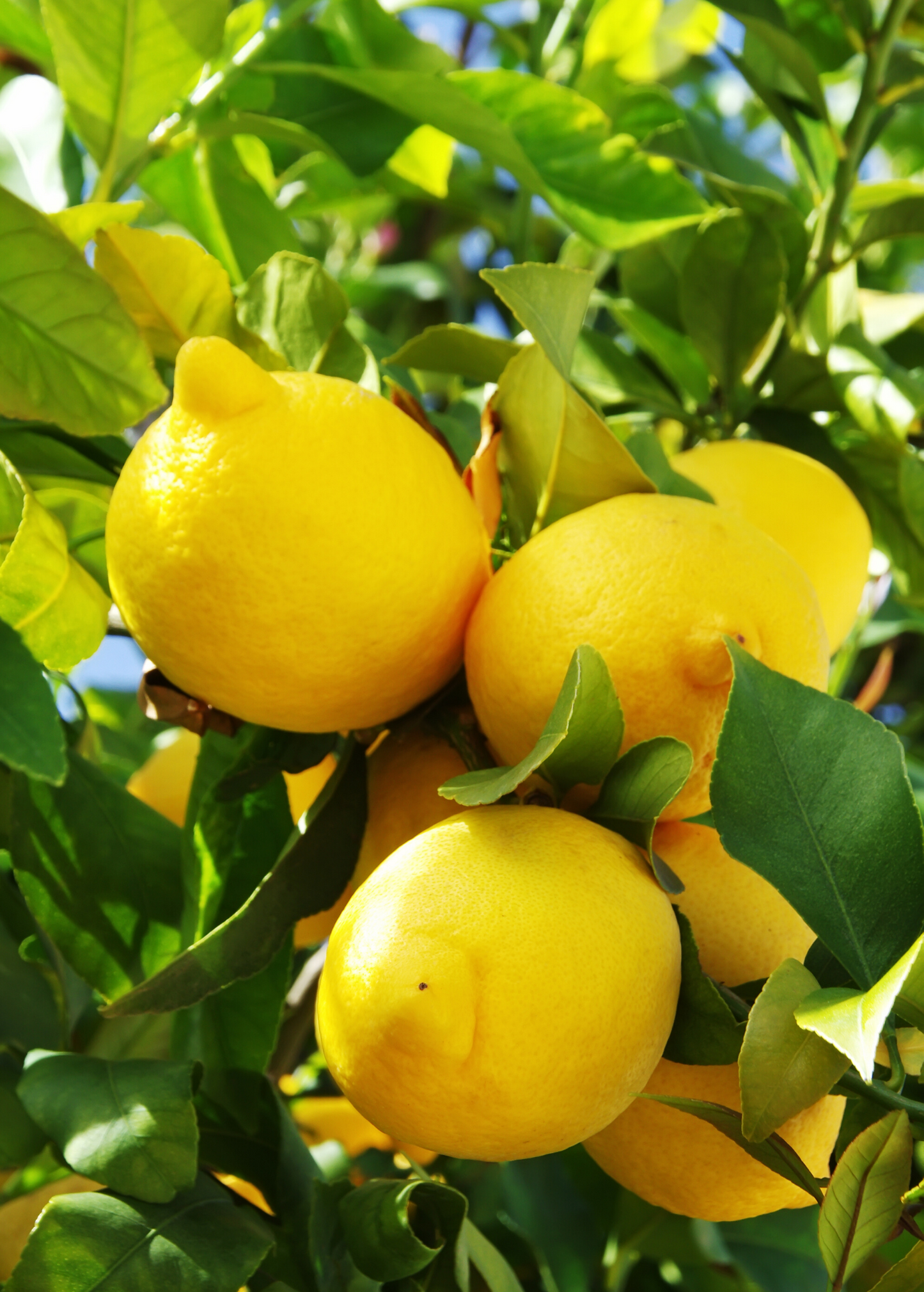 Lisbon Lemon Tree (Citrus × limon)