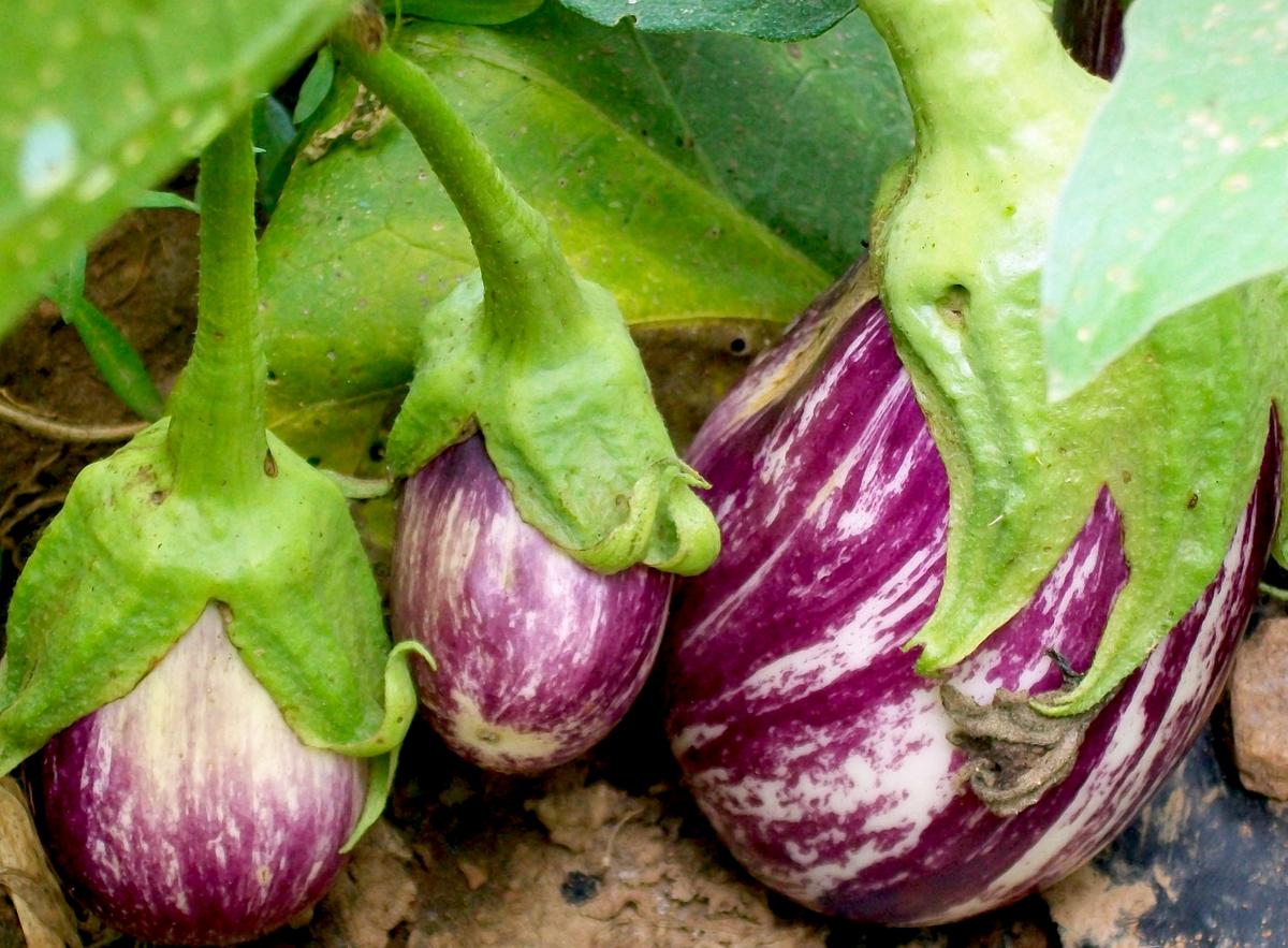 Listada De Gandia eggplants with purple white stripes on the vine, 3 fruits on Tampa Home & Garden Store