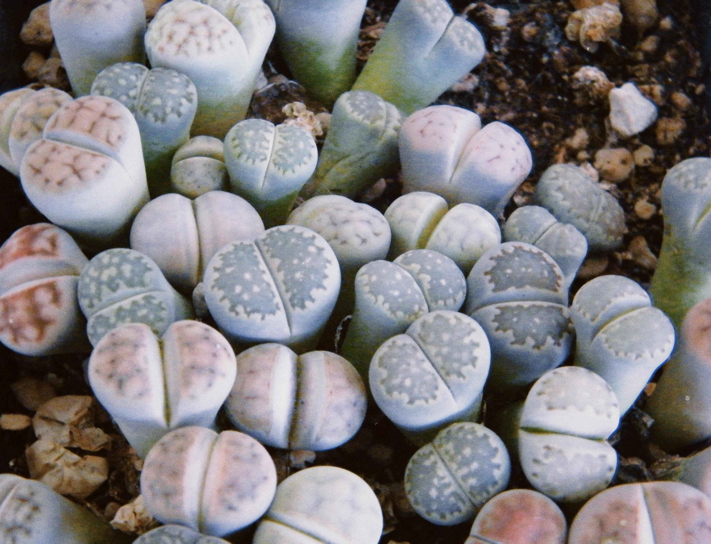 Semillas de Lithops Mixtos (Piedras Vivas)