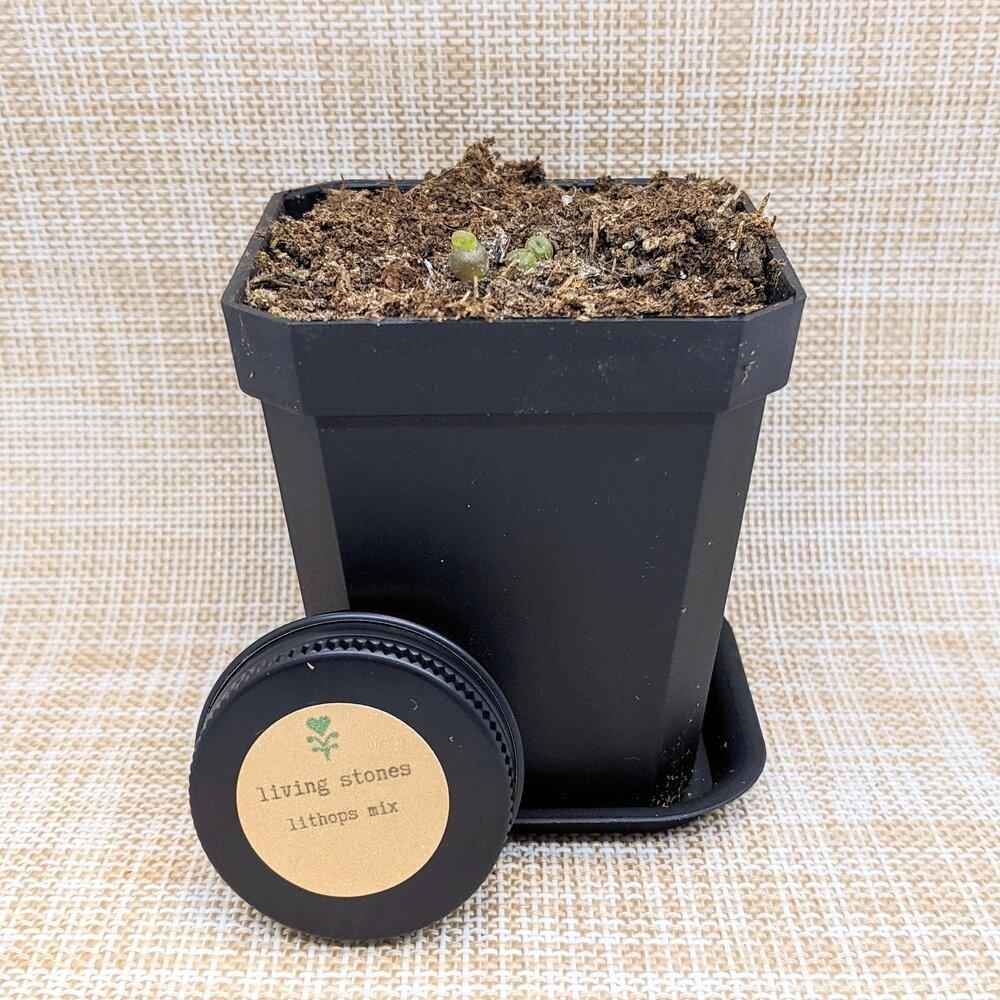 Semillas de Lithops Mixtos (Piedras Vivas)