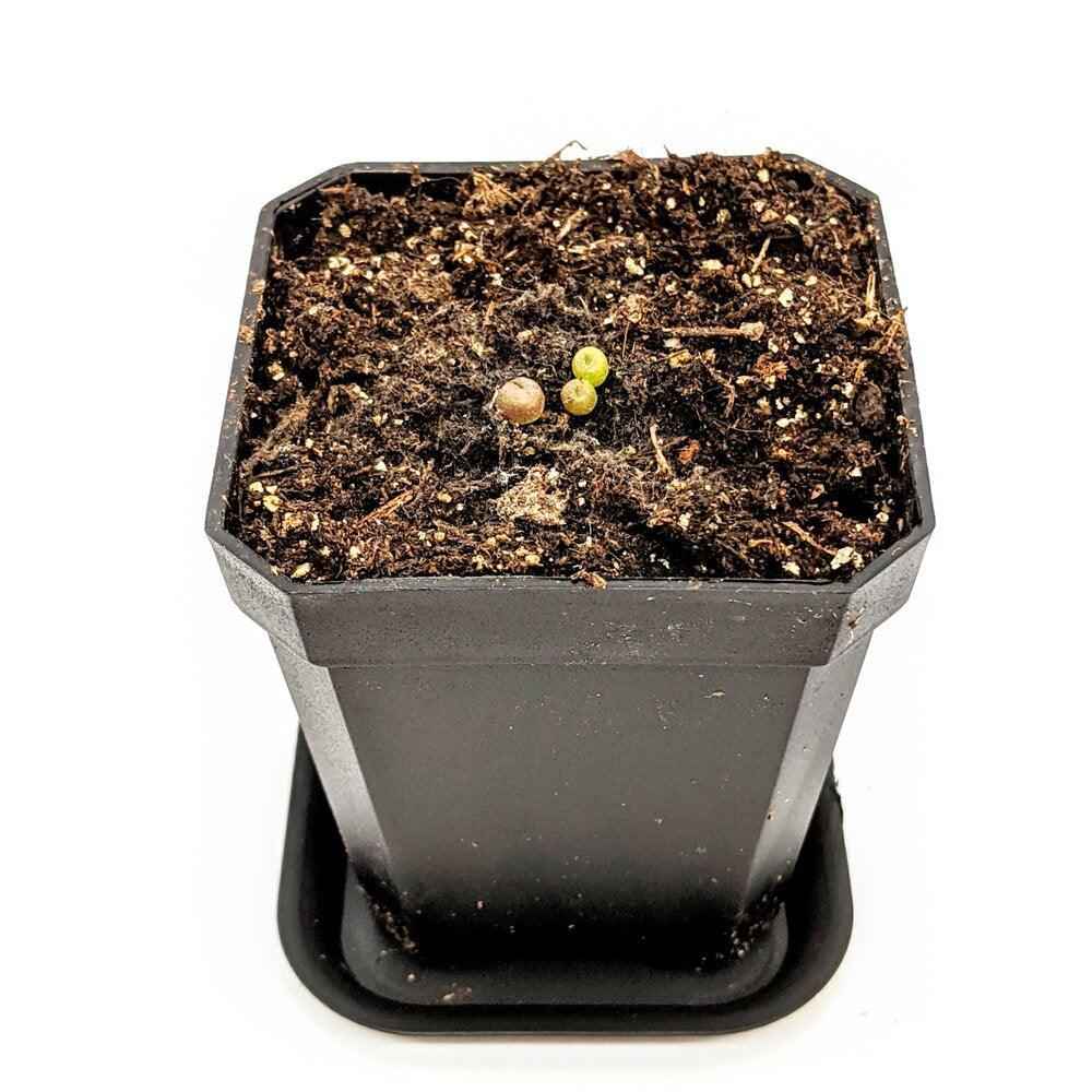 Semillas de Lithops Mixtos (Piedras Vivas)