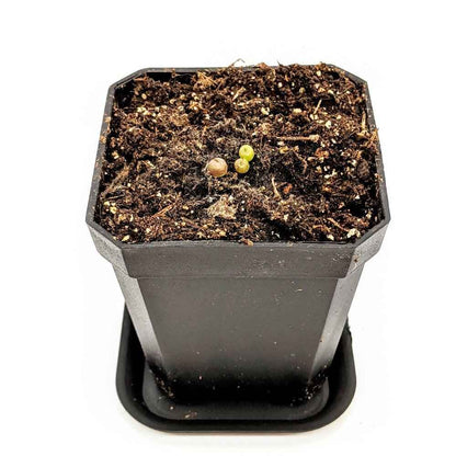 Semillas de Lithops Mixtos (Piedras Vivas)