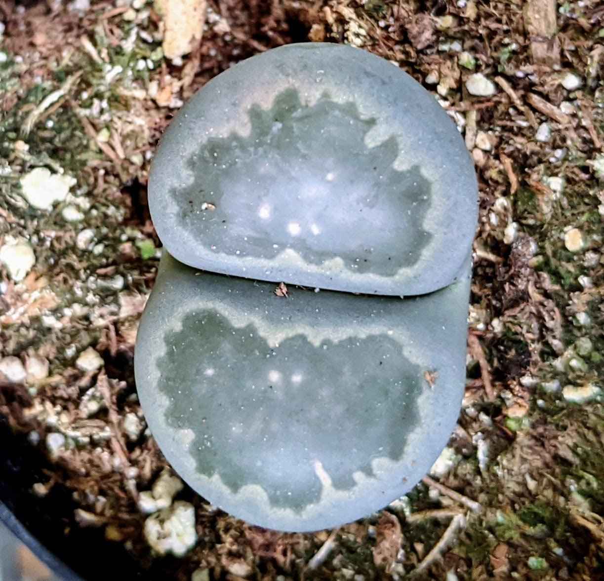 Semillas de Lithops Mixtos (Piedras Vivas)