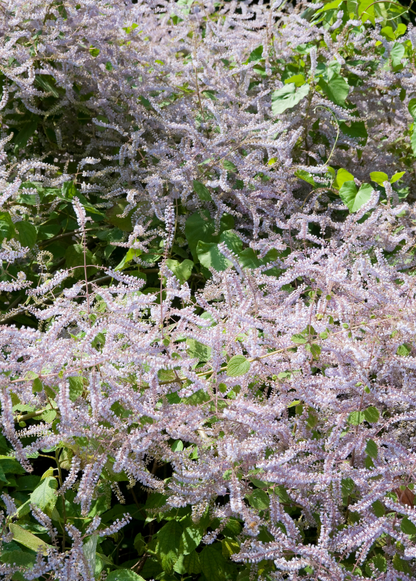 Planta Iboza (Iboza riparia)