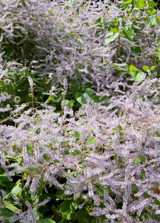 Iboza Plant (Iboza riparia)