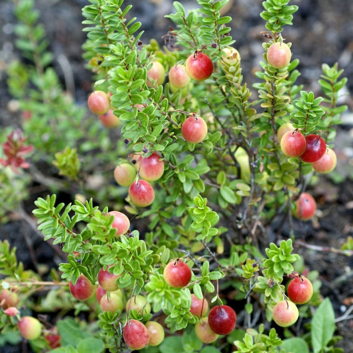 Lo-Hugger Cranberry plant with compact green foliage and red berries Live Good Logistics on Tampa Home & Garden Store