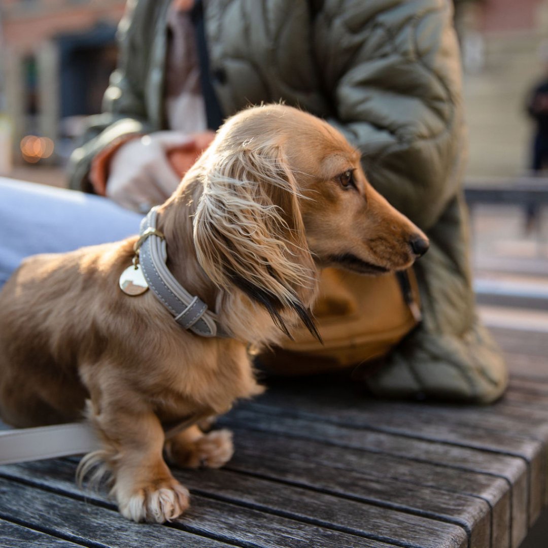 Collar - Cuero vegano - Londres