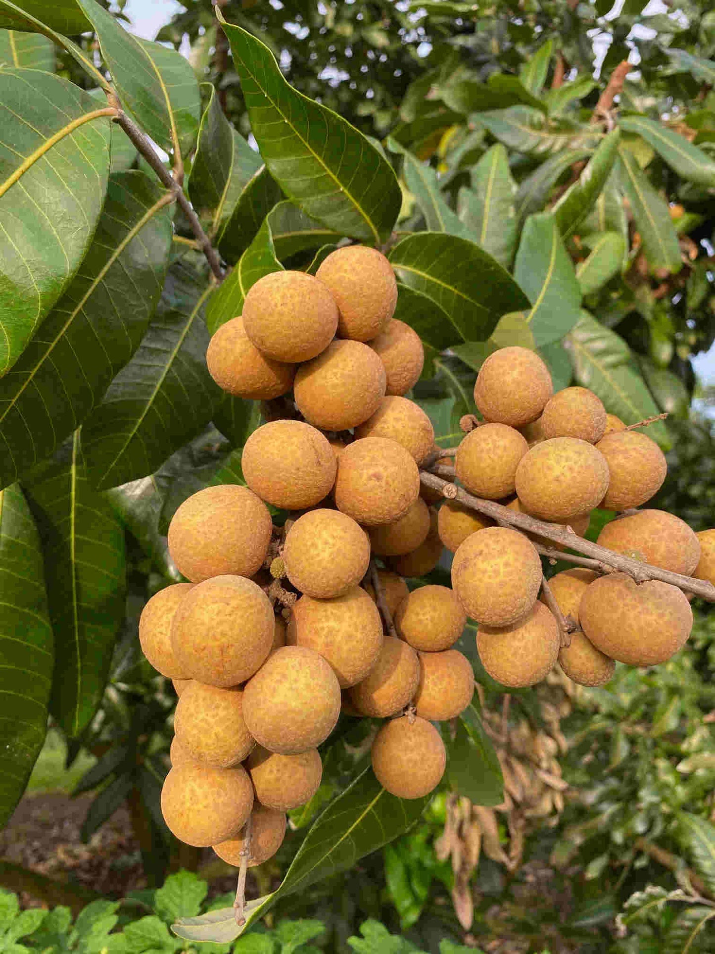 Arbre Longan Kohala, en couches aériennes