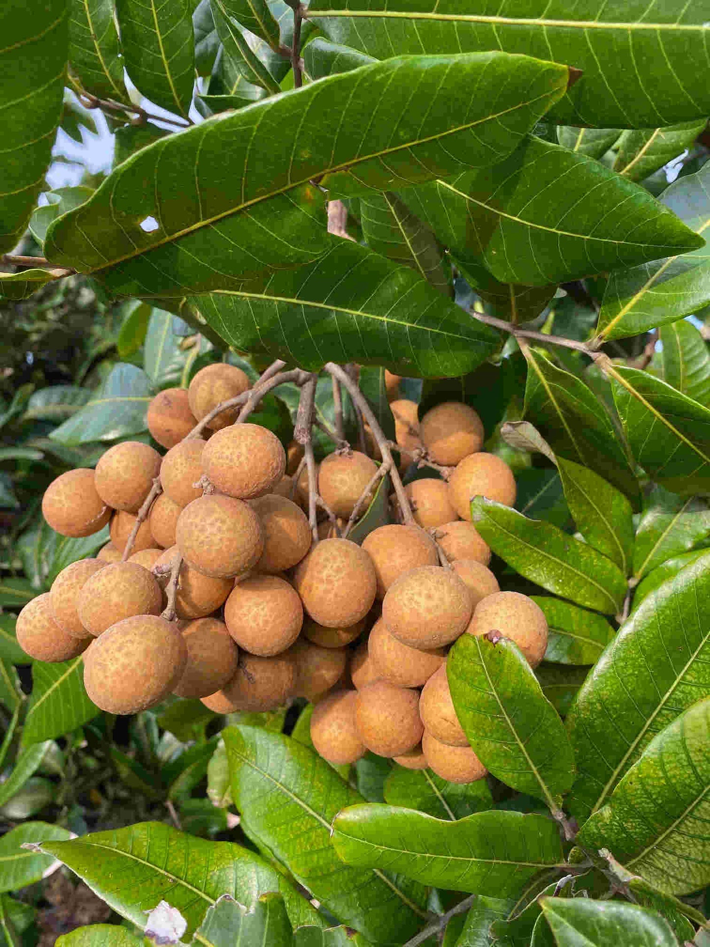 Arbre Longan Kohala, en couches aériennes