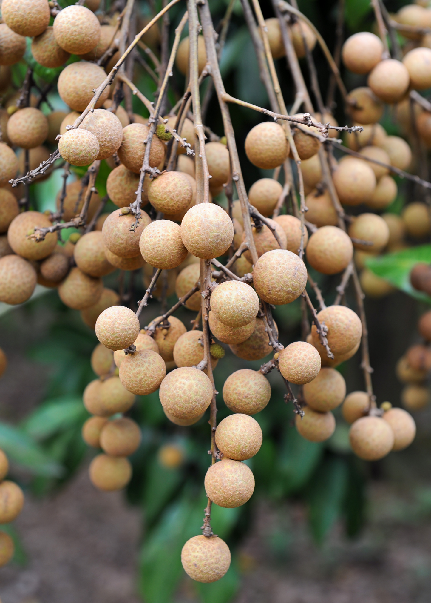 Longan, árbol 'Sri Chompoo' rosado (Dimocarpus longan)