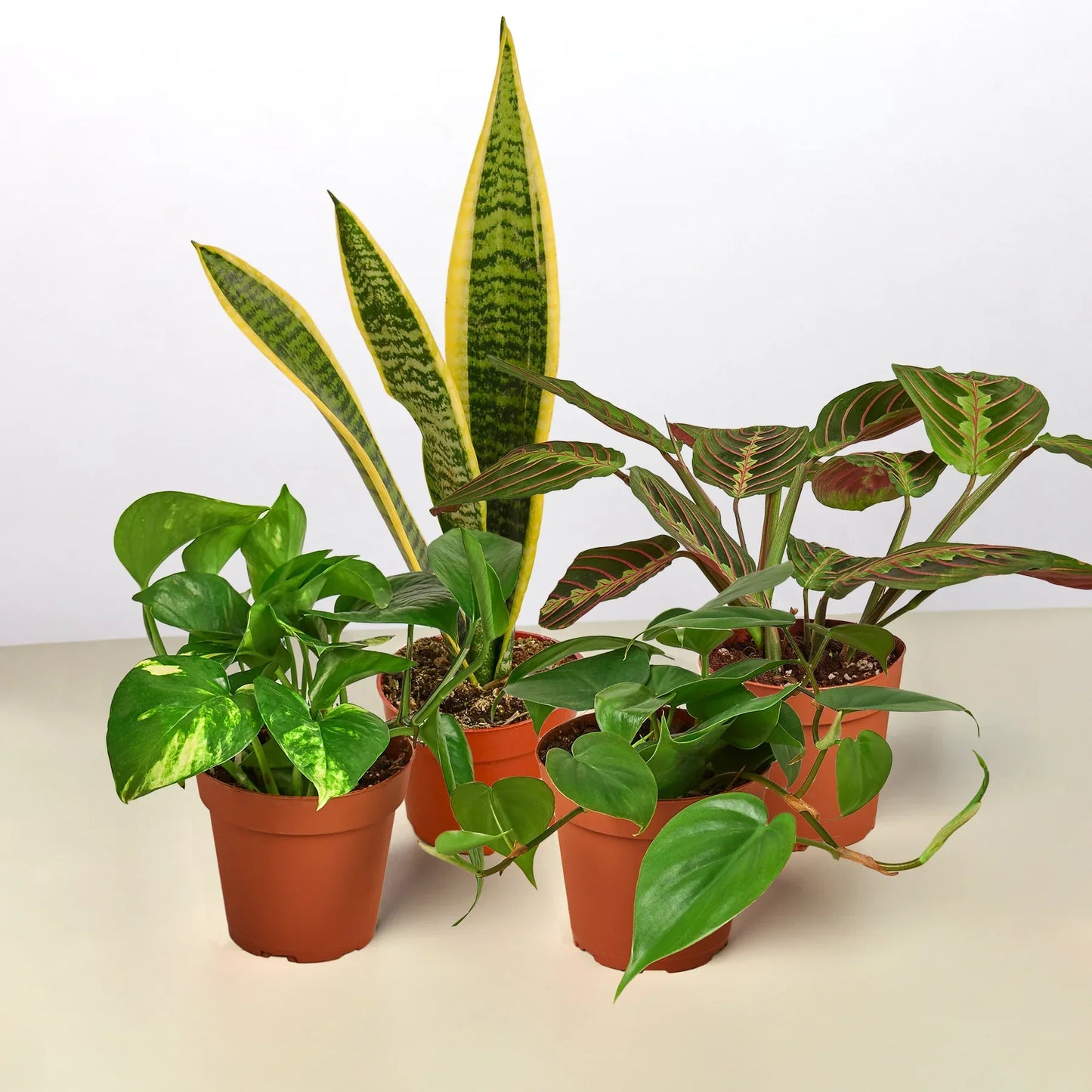 Low Light Bundle 4x pots: yellow-edged snake plant, pothos, pink-vein leaf plant on Tampa Home & Garden Store