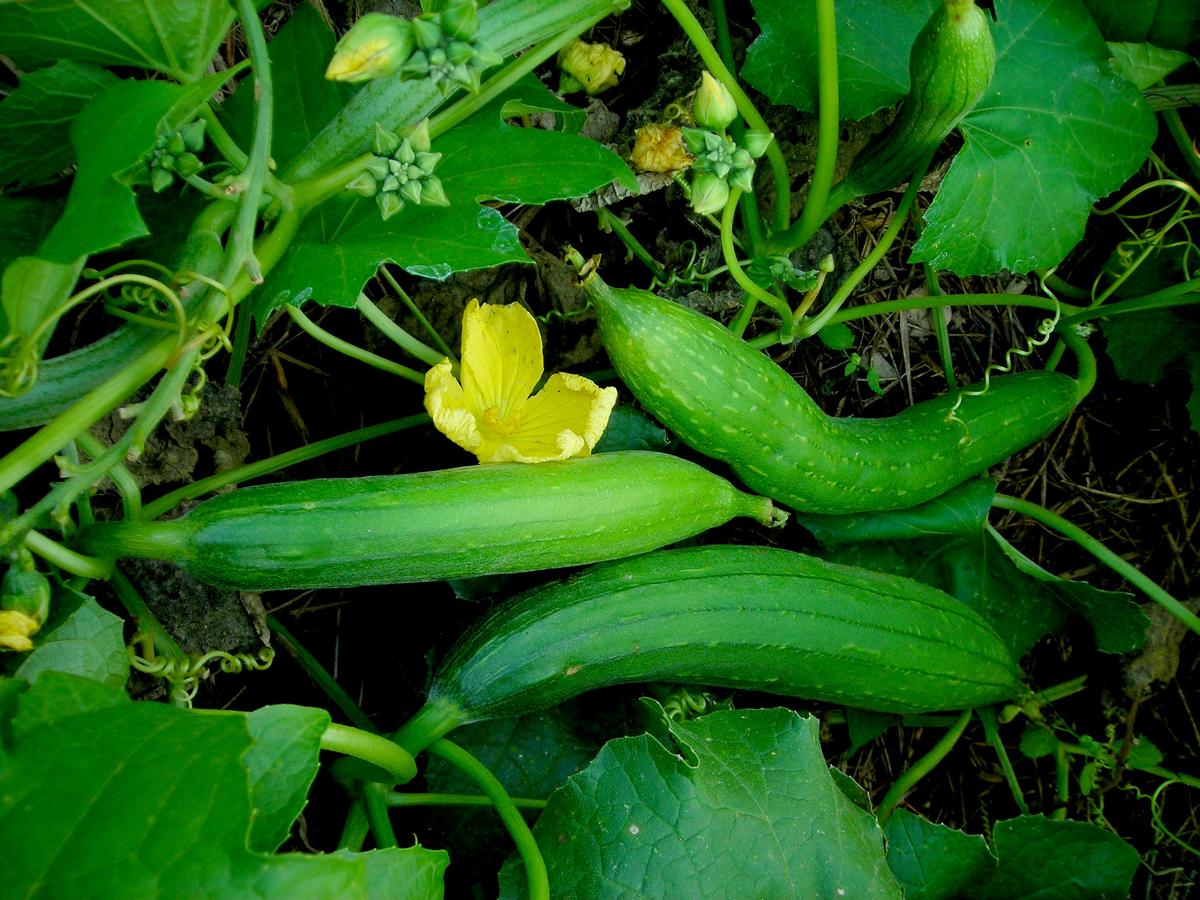Luffa culinary gourd seeds, green elongated gourds on vine with yellow flowers on Tampa Home & Garden Store