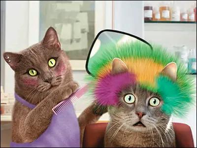 Birthday Card Stylin Full Color Interior by The Country Christmas Loft with two cats on Tampa Home & Garden Store
