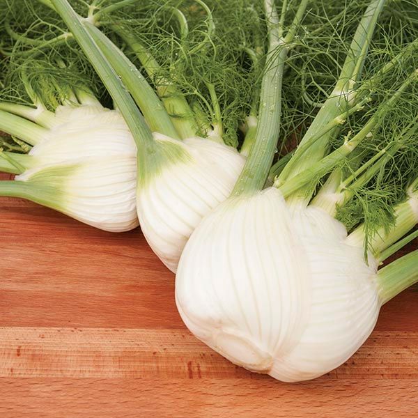 Preludio F1 fennel bulbs with feathery fronds on a wooden cutting board, 3 bulbs on Tampa Home & Garden Store