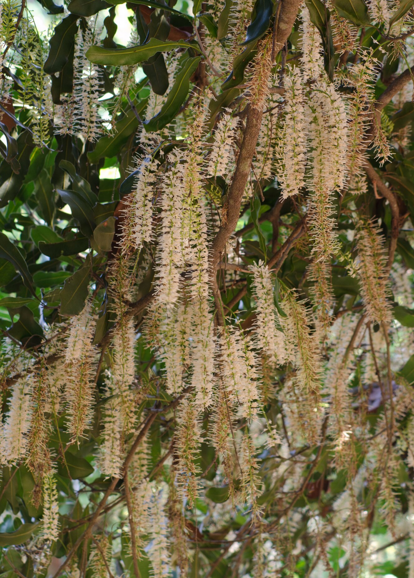 Árbol de nuez de macadamia 'Beaumont' (Macadamia integrifolia x tetraphylla)