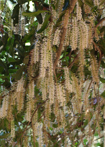 Árbol de nuez de macadamia 'Beaumont' (Macadamia integrifolia x tetraphylla)