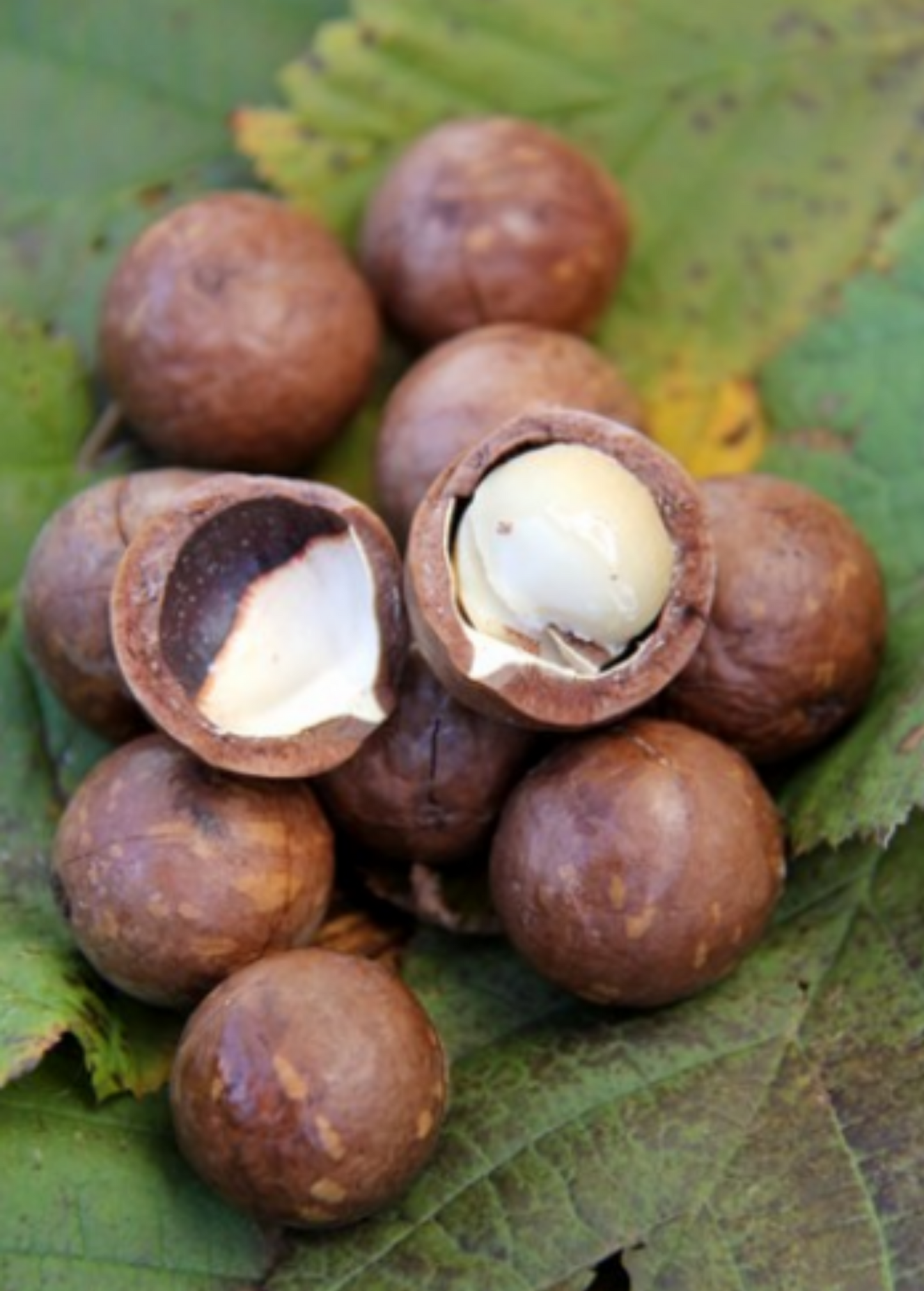 Árbol de nuez de macadamia 'Beaumont' (Macadamia integrifolia x tetraphylla)