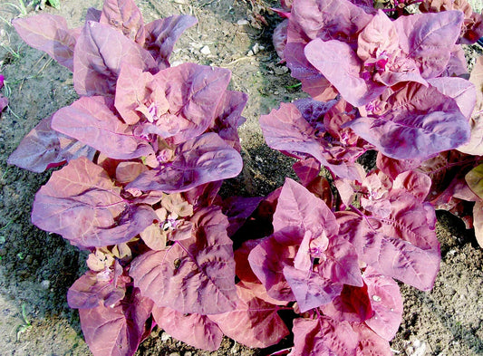 Magenta Magic Orach leafy greens plants with purple-red leaves in a soil bed on Tampa Home & Garden Store