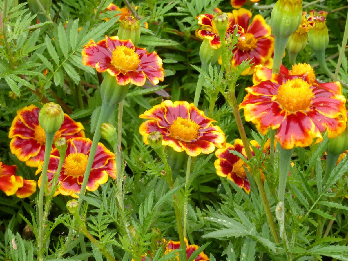 Marigold Frances's Choice seeds orange-red petals edged yellow feathery foliage on Tampa Home & Garden Store