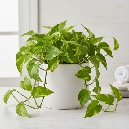 Cylinder pot white ceramic with trailing variegated pothos plant Rooted Treasures Farms on Tampa Home & Garden Store