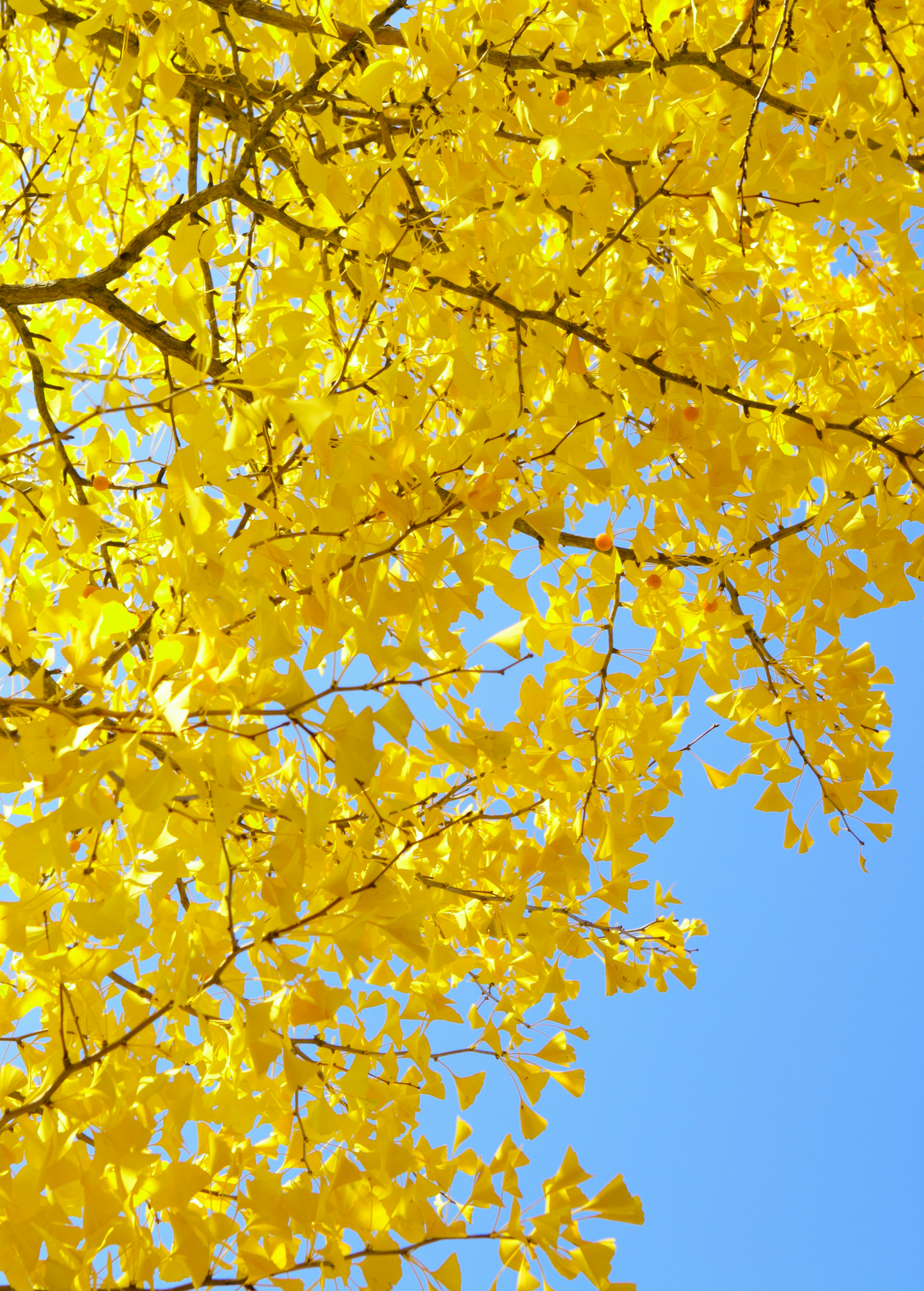 Ginkgo Tree (Ginkgo biloba)