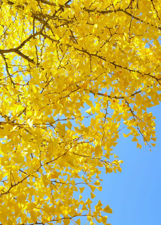 Ginkgo Tree (Ginkgo biloba)