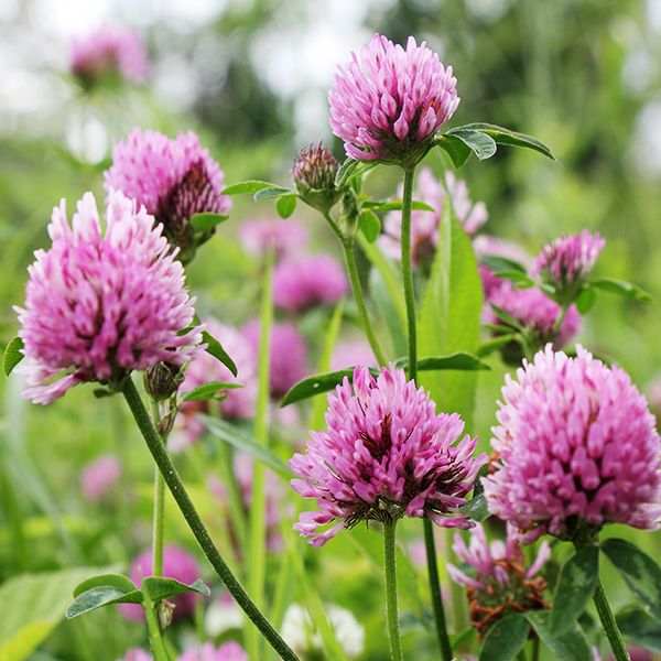 Medium Red Clover cover crop seeds pink-purple flower heads in lush field Seedtime Store on Tampa Home & Garden Store
