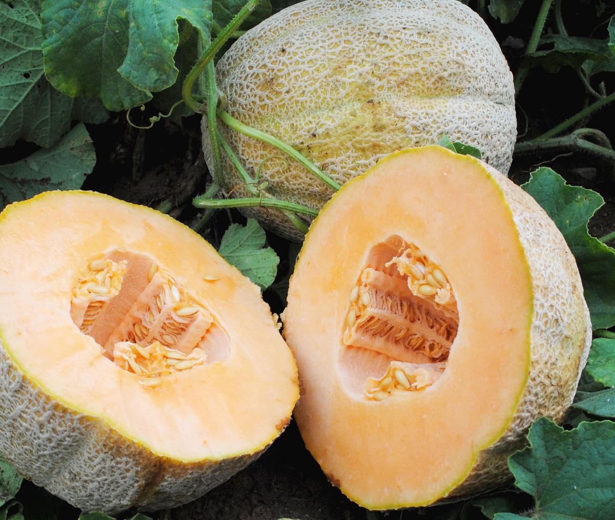 Hales Best Muskmelon melons with orange flesh and seed cavities, netted rind on green vines on Tampa Home & Garden Store