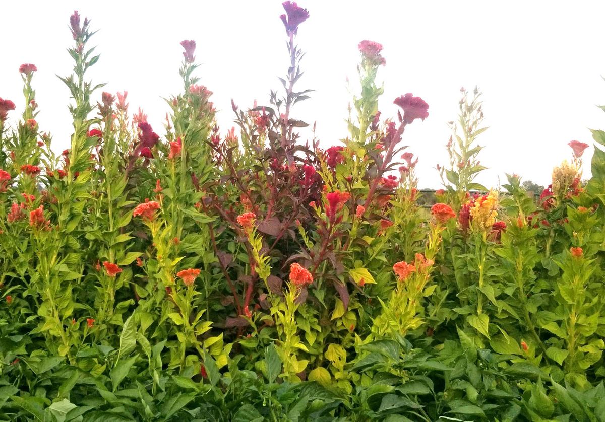 Celosia Seeds Tall Menagerie Mix flowering plants with red pink blooms Seedtime Store on Tampa Home & Garden Store