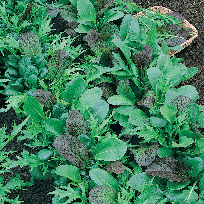 Mélange de graines de légumes verts Mesclun (biologique)