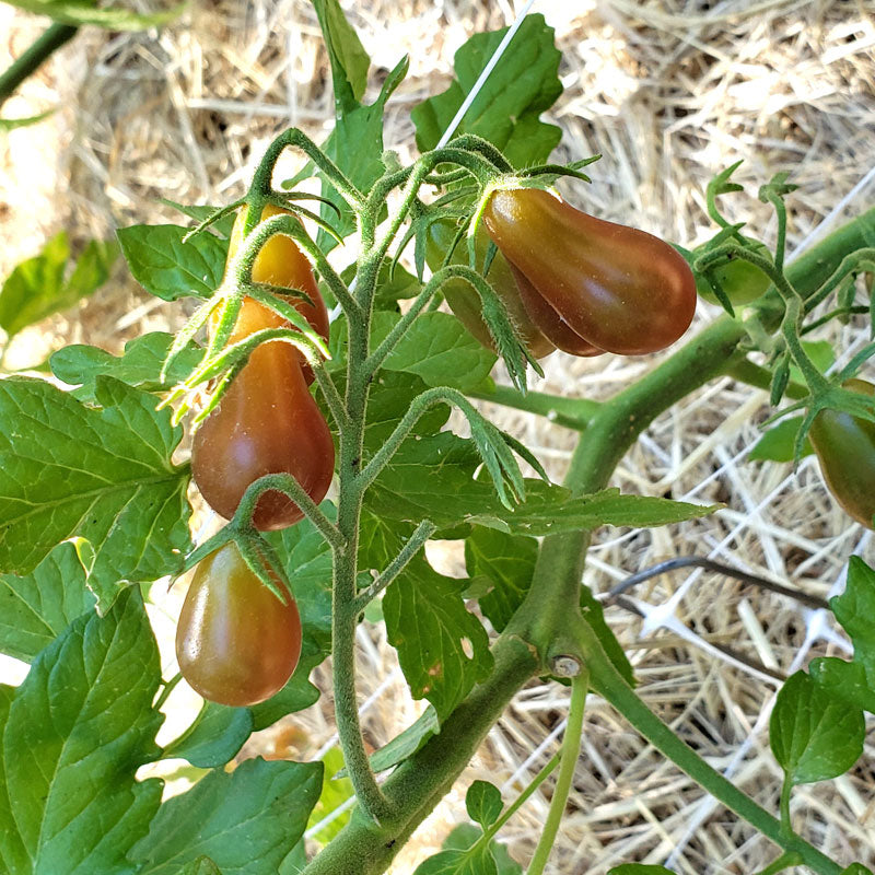 Graines de tomates Midnight Pear (biologiques)