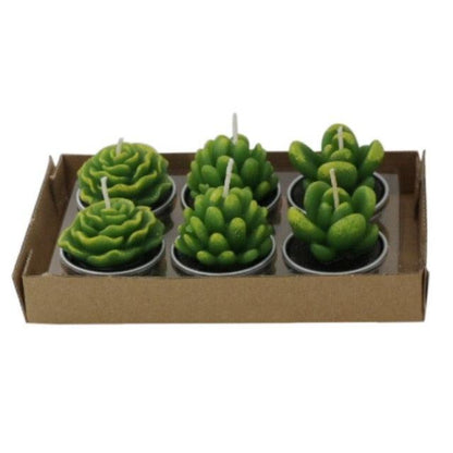 Six green succulent-shaped tea light candles in individual metal cups on a cardboard tray on Tampa Home & Garden Store