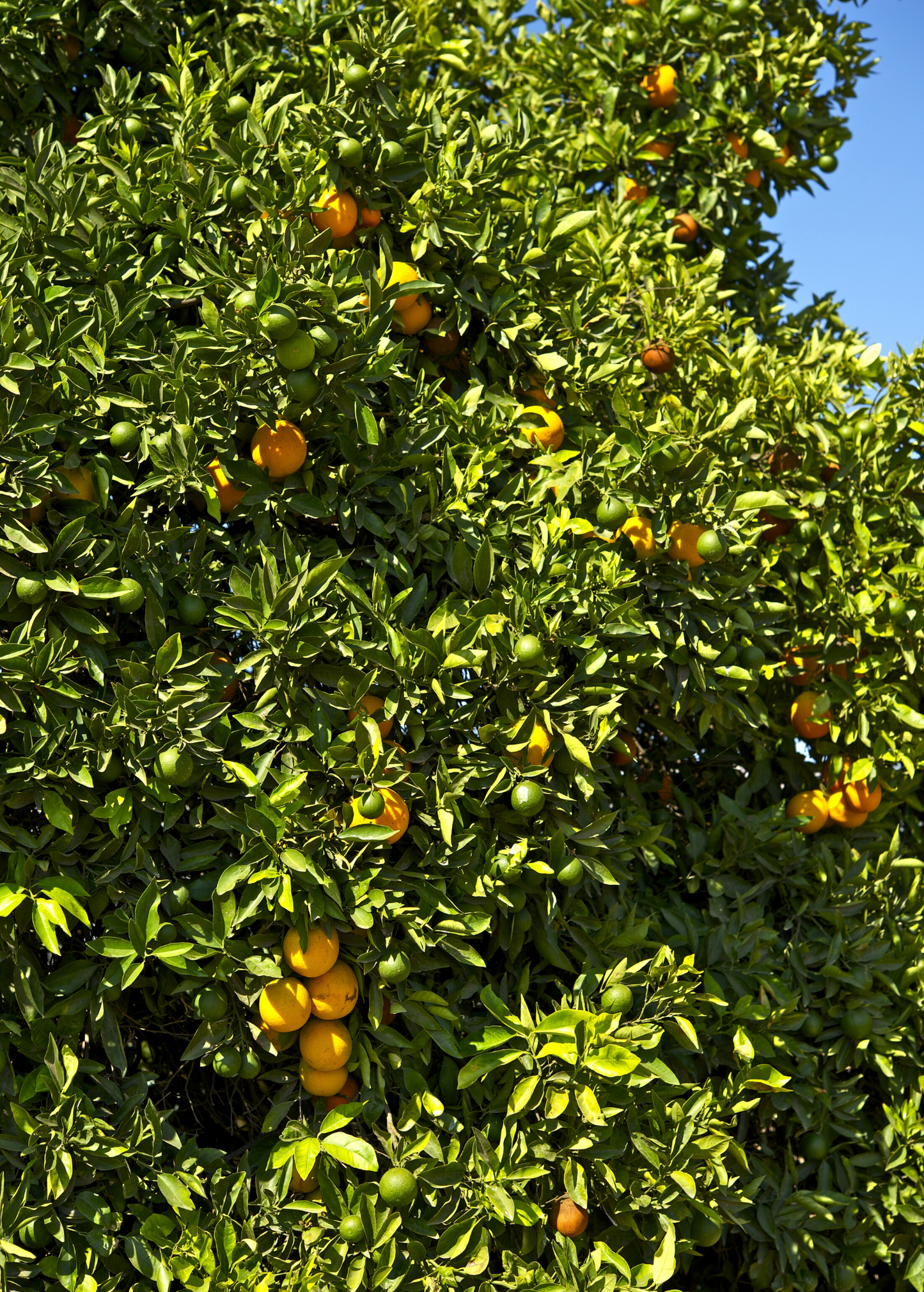 Honeybell Orange Tree (Citrus reticulata x C. paradise)
