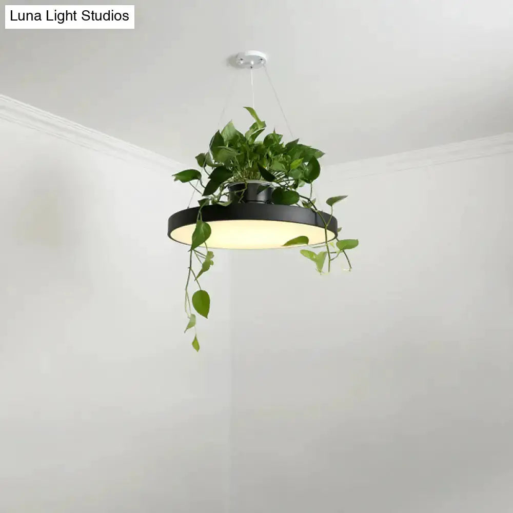 Decorbites Brooklyn macaron pendant light with planter, black ring, trailing vines on Tampa Home & Garden Store
