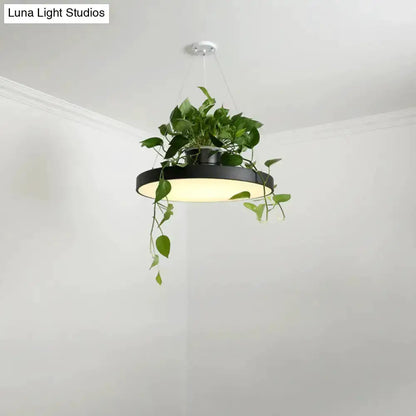 Decorbites Brooklyn macaron pendant light with planter, black ring, trailing vines on Tampa Home & Garden Store