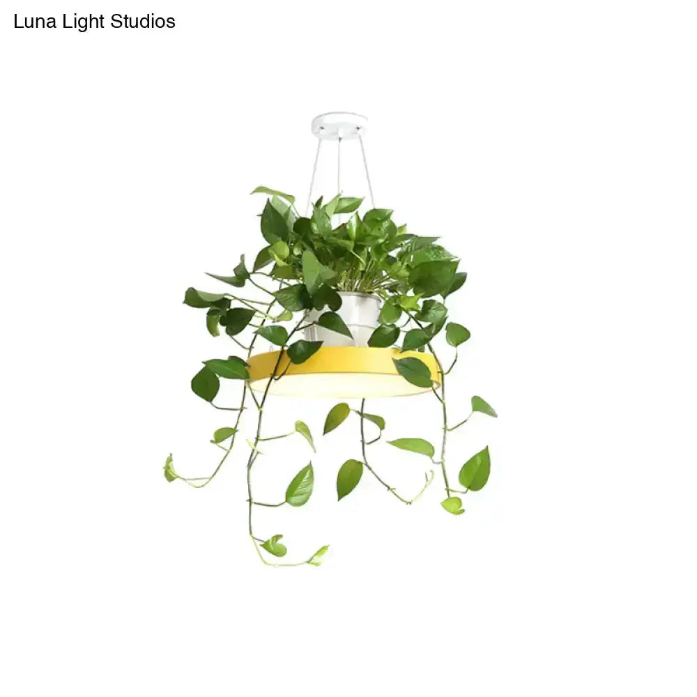 Mint green Brooklyn round macaron pendant light with kitchen planter by Decorbites on Tampa Home & Garden Store
