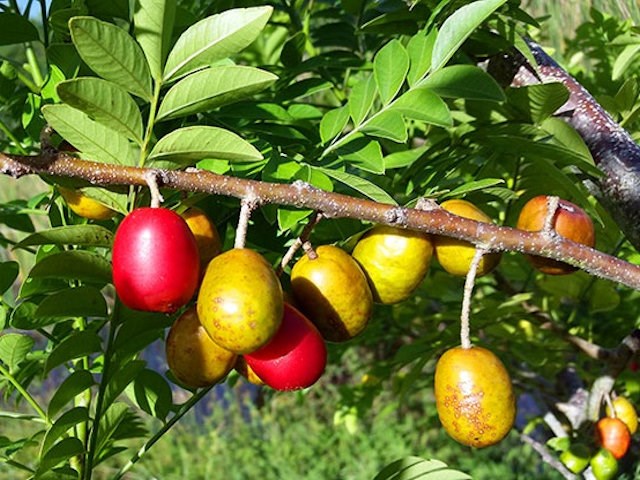 Arbre Jocote | Ciruela rouge Manzano espagnol/prune de porc