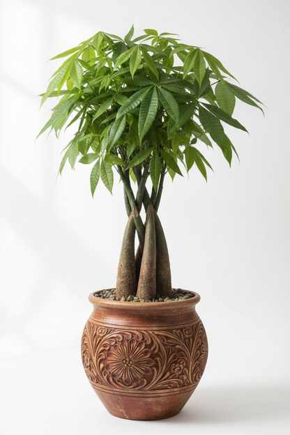 Money Tree Pachira braid indoor plant with four trunks in a decorative terracotta pot on Tampa Home & Garden Store