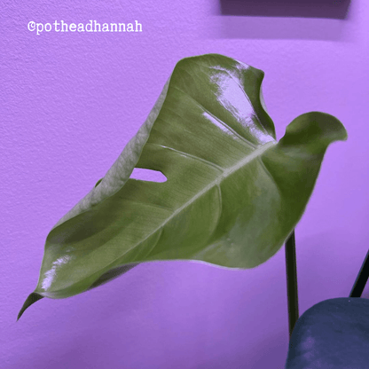 Semillas de Monstera Deliciosa "Planta de Queso Suizo"