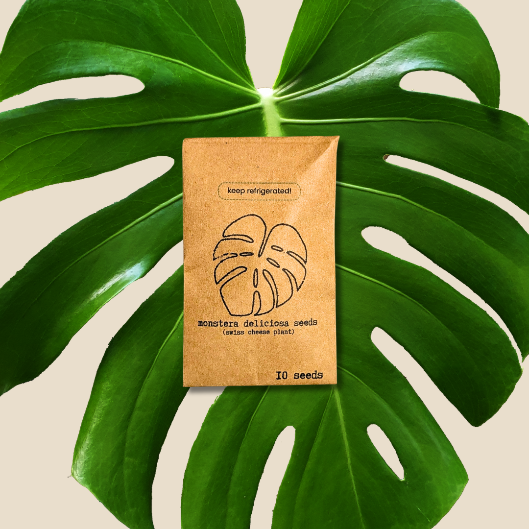 Semillas de Monstera Deliciosa "Planta de Queso Suizo"
