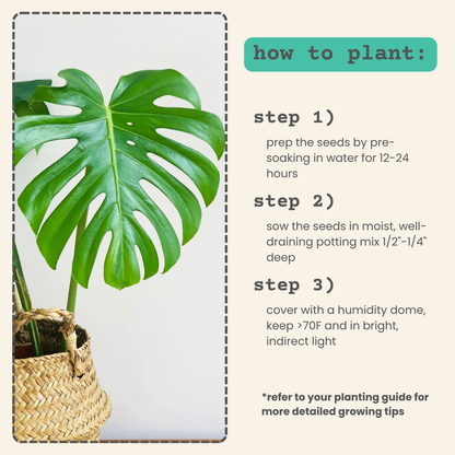 Semillas de Monstera Deliciosa "Planta de Queso Suizo"