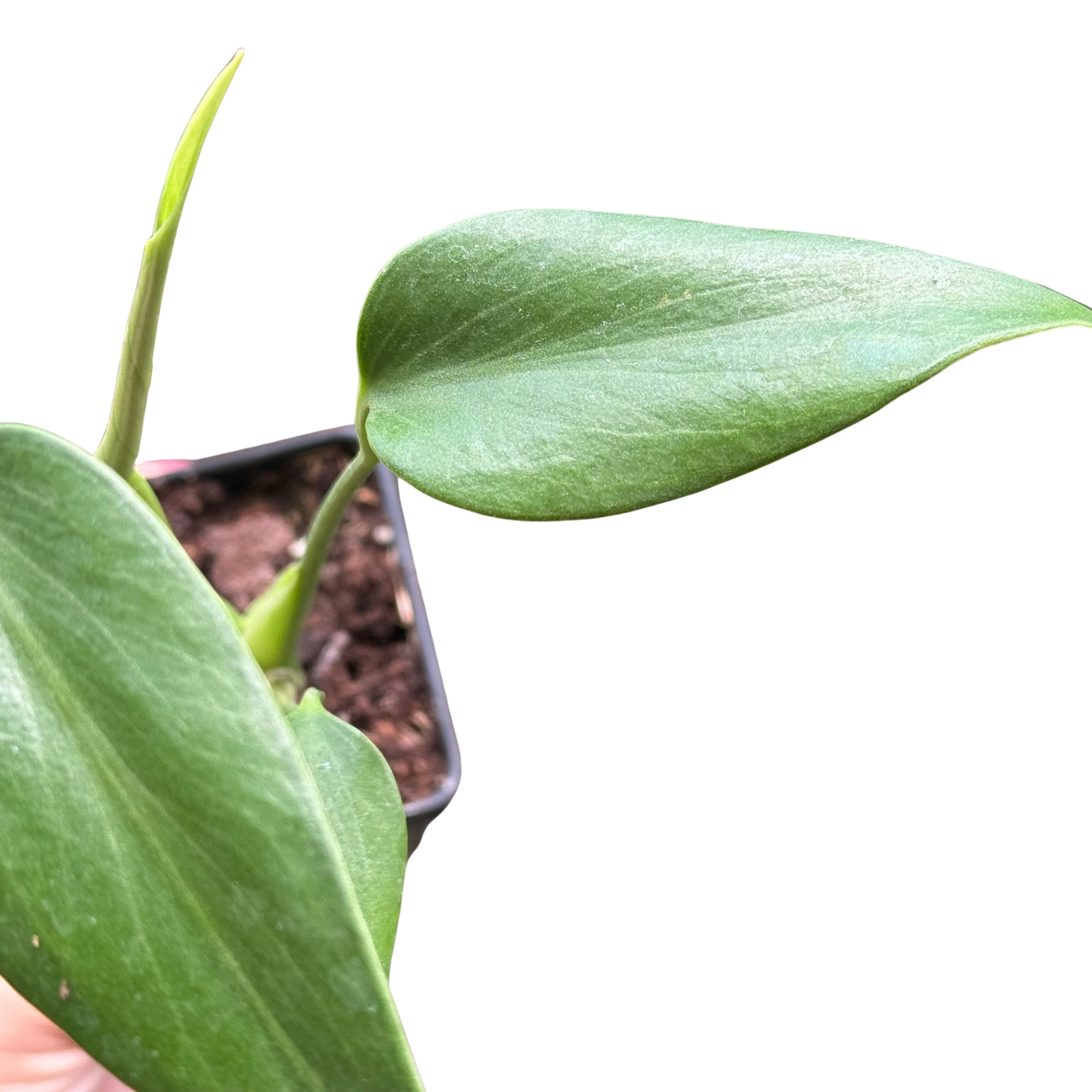 Monstera Burle Marx Flame potted houseplant with large glossy green leaves on Tampa Home & Garden Store