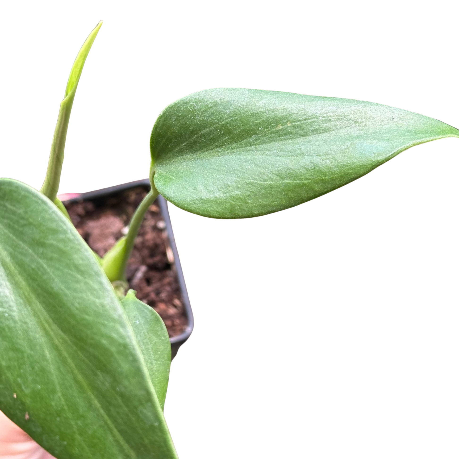 Monstera Burle Marx Flame potted houseplant with large glossy green leaves on Tampa Home & Garden Store
