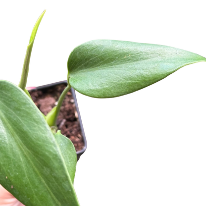 Monstera Burle Marx Flame potted houseplant with large glossy green leaves on Tampa Home & Garden Store