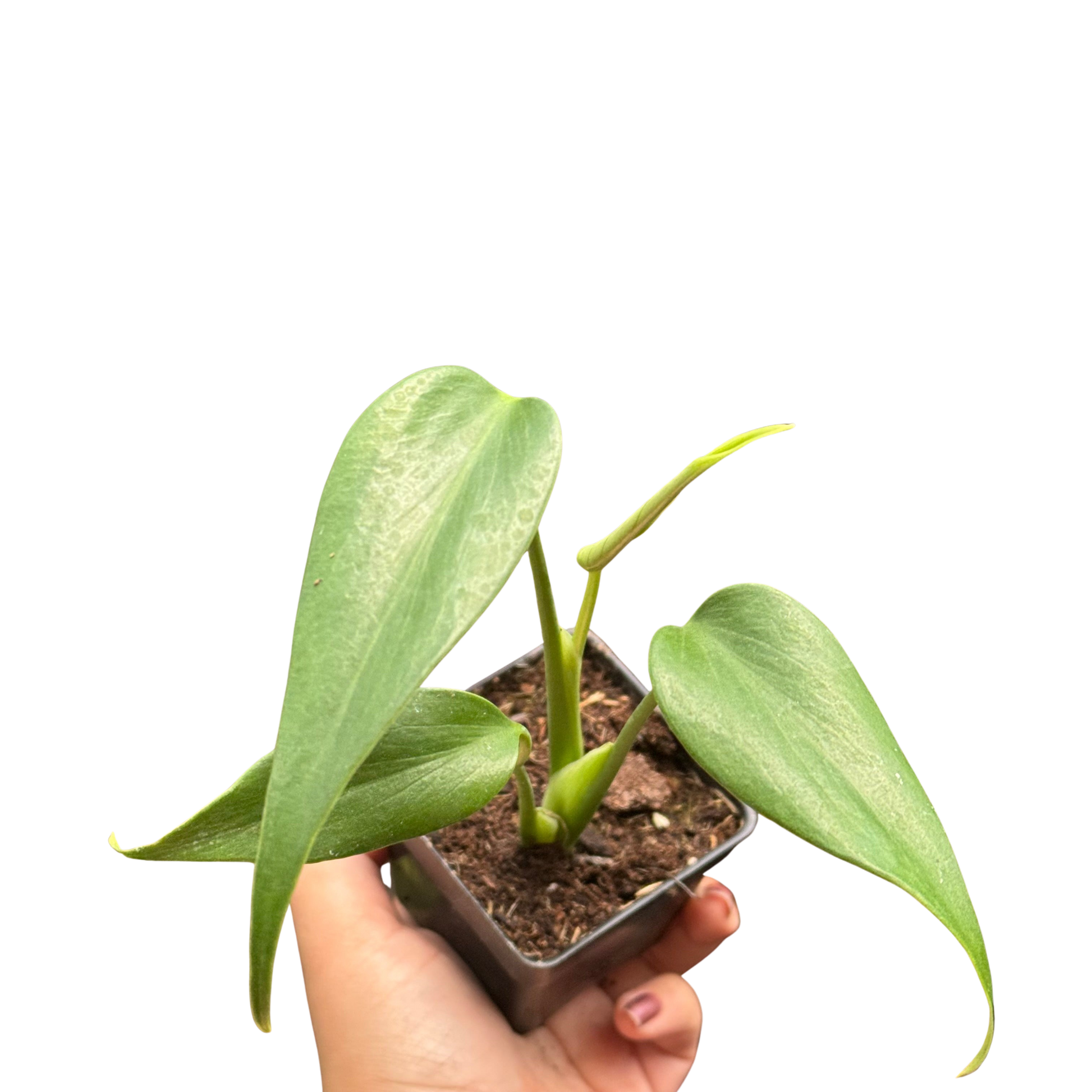Monstera Burle Marx Flame indoor plant in a small pot with green Rooted Treasures Farms on Tampa Home & Garden Store