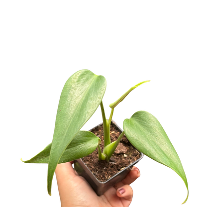 Monstera Burle Marx Flame indoor plant in a small pot with green Rooted Treasures Farms on Tampa Home & Garden Store