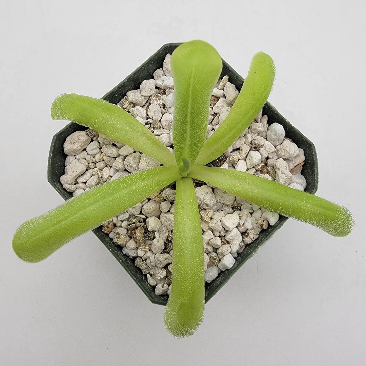 Pinguicula Moranensis Alba and Moctezumae Hybrid