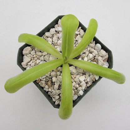 Pinguicula Moranensis Alba and Moctezumae Hybrid